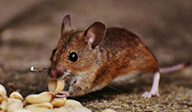 24 Hour & Emergency Exterminators in Blue Cross Hosp Serv, OH